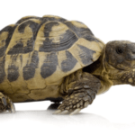 greek-tortoise
