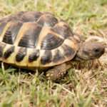 hermann’s-tortoise
