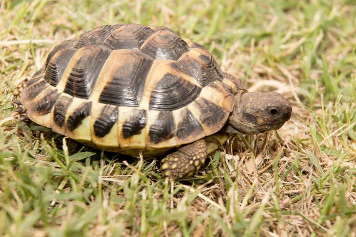 hermann’s-tortoise