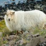 icelandic-sheep.