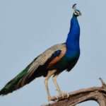 indian-peafowl