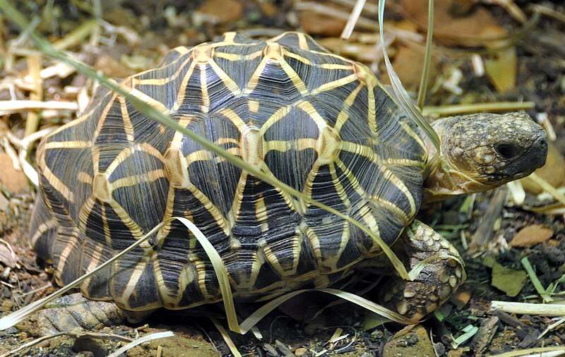 indian-star-tortoise