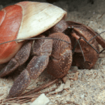 indonesian-hermit-crab