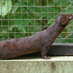 indonesian-mountain-weasel