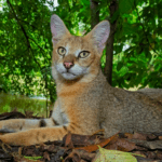 jungle-cat