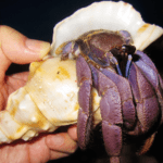 komurasaki-hermit-crab