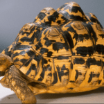 leopard-tortoise