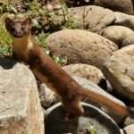 long-tailed-weasel