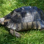 marginated-tortoise.