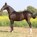 marwari-horse