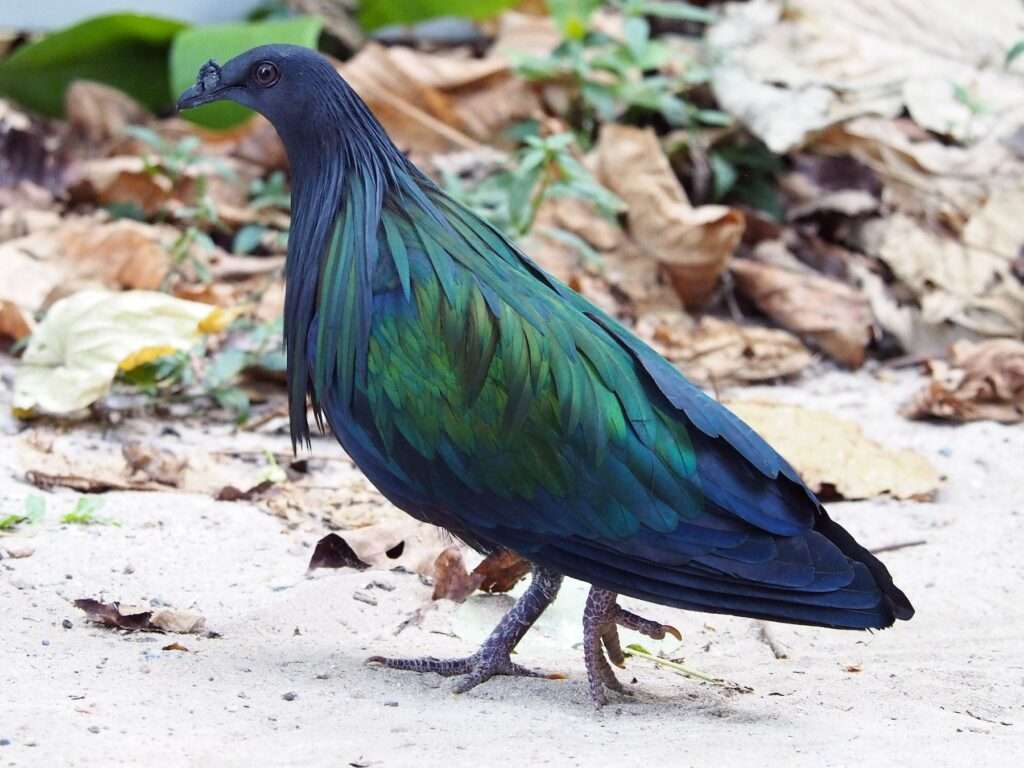 nicobar-pigeon