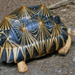 radiated-tortoise.