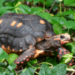 red-footed-tortoise.