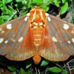 regal-moth