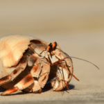 ruggie-hermit-crab.