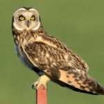 short-eared-owl