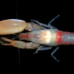 snapping-shrimp.