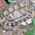speckled-tortoise.