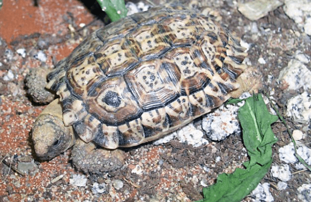 speckled-tortoise.