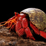 strawberry-hermit-crab
