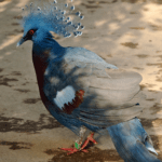 victoria-crowned-pigeon