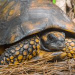 yellow-foot-tortoise.