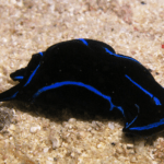 blue-velvet-headshield-slug