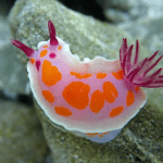 clown-nudibranch