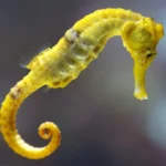 common-seahorse