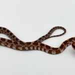 corn-snake.