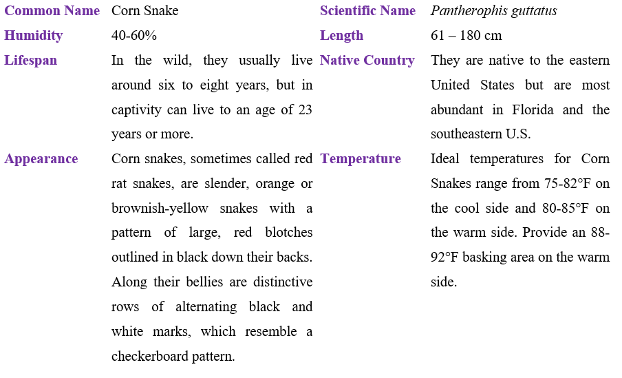 corn-snake-table