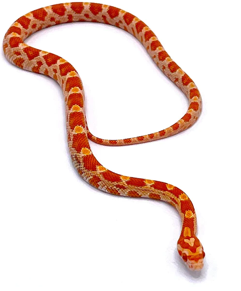 corn-snake