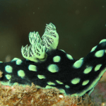 cristate-neon-slug