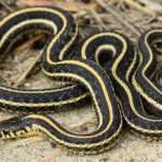 garter-snake