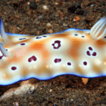 goniobranchus-leopardus