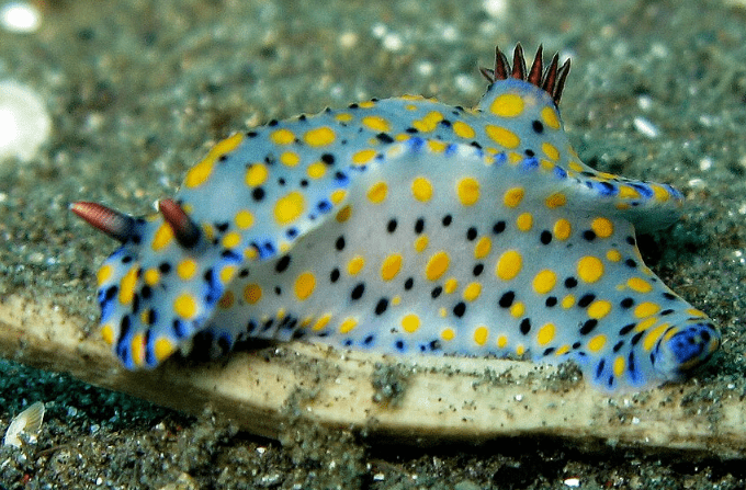 hypselodoris-kanga