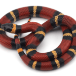 milk-snake.