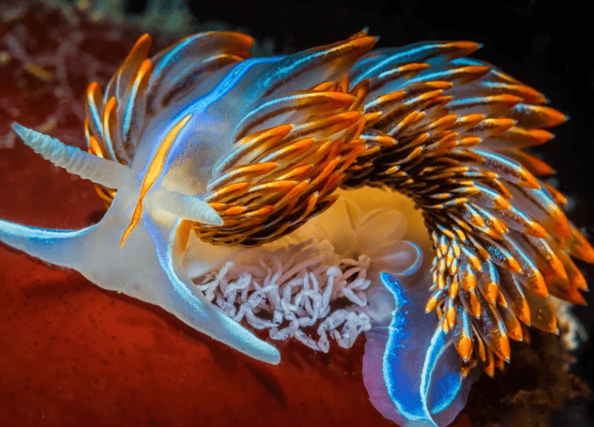 opalescent-sea-slug