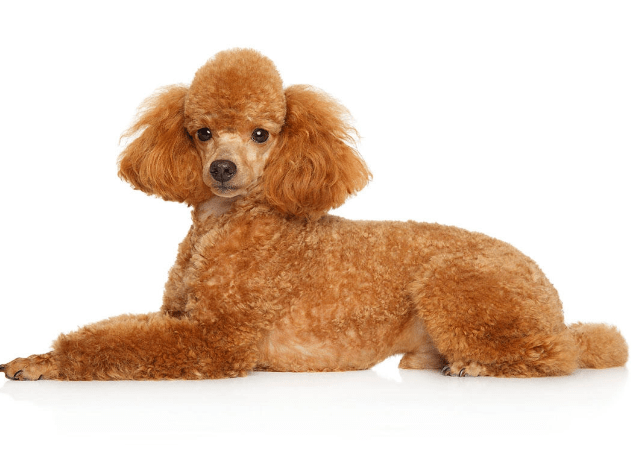 poodle-(miniature)