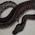 short-tailed-python