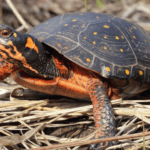 spotted-turtle