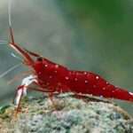 sulawesi-shrimp