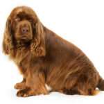 sussex-spaniel