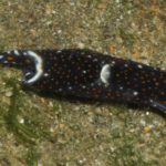 white-speckled-headshield-slug