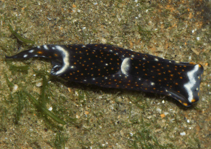 white-speckled-headshield-slug