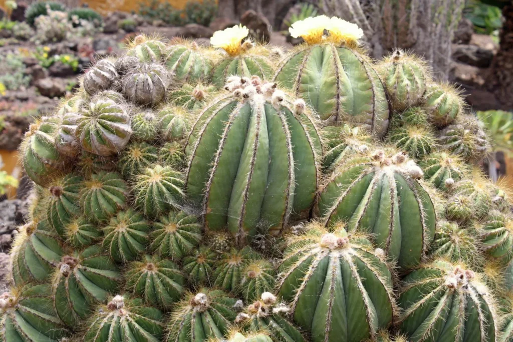 ball-cactus