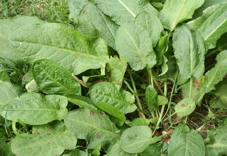 curly-dock