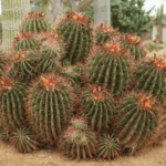 mexican-fire-barrel-cactus