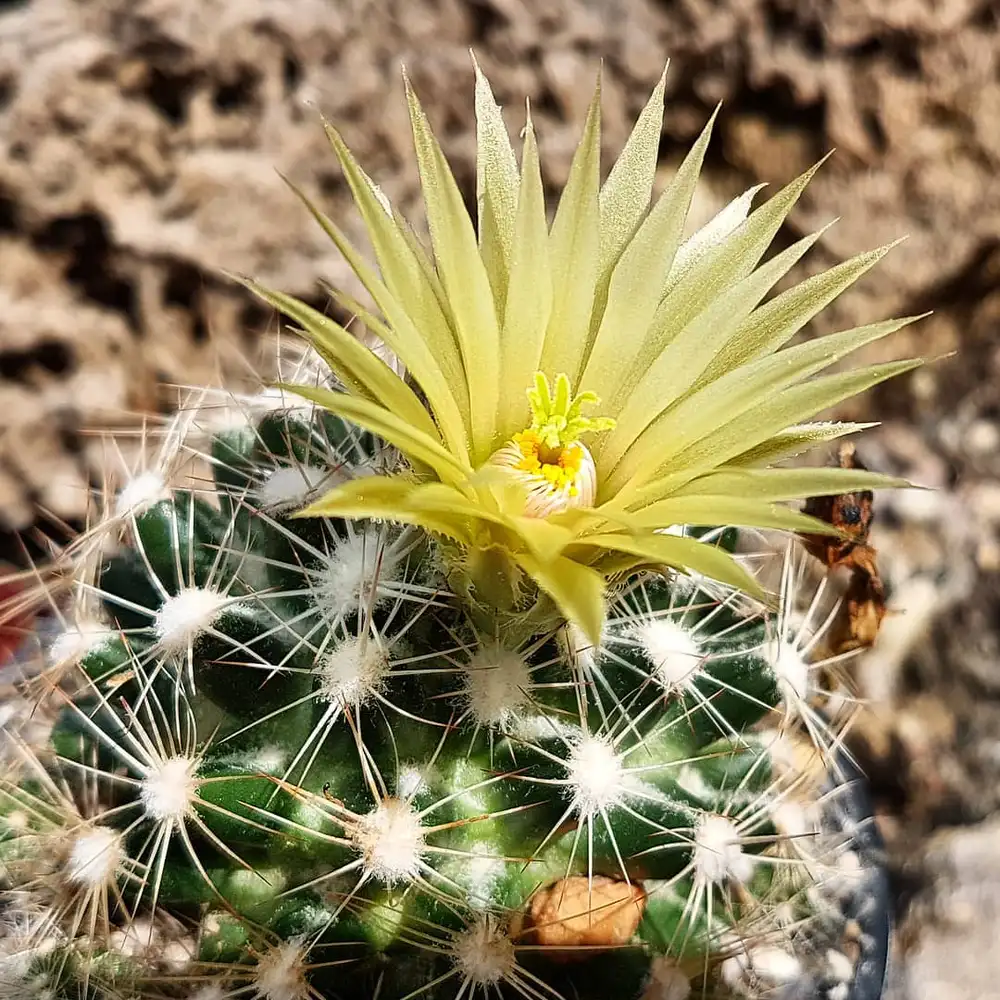 missouri-foxtail-cactus