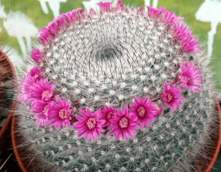 old-lady-cactus